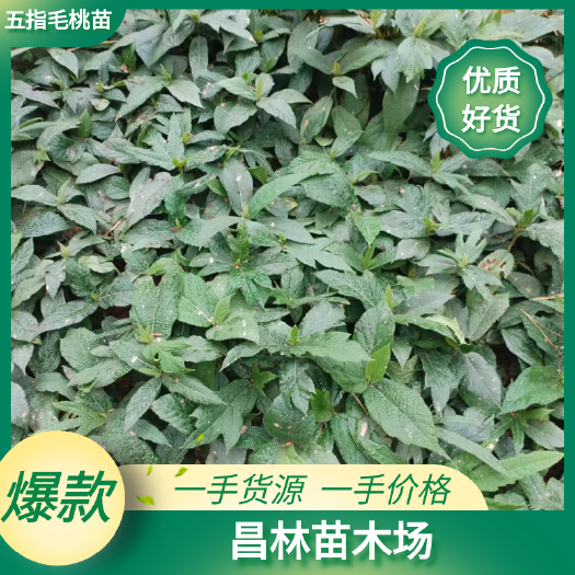 灵山县五指毛桃苗，广西产区，一手货源价格好，免费技术指导