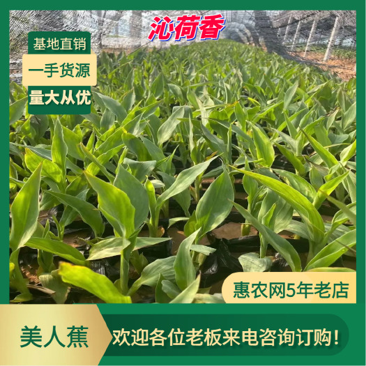 基地直销 河北保定 水生植物 美人蕉 全国发货