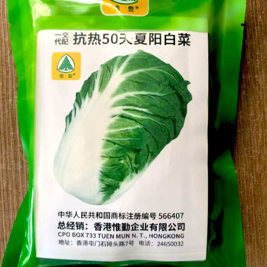济南抗热50天夏阳白菜种子珍寳50耐热耐湿夏季白菜
