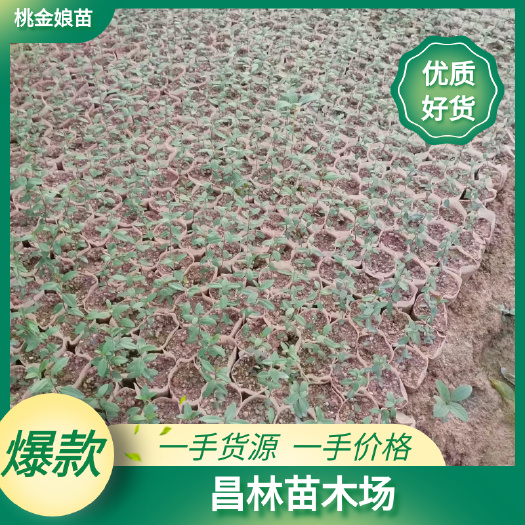 灵山县桃金娘苗，大小苗都有，规格齐全，价格可谈