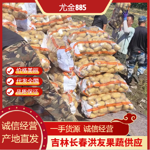 公主岭市吉林精品土豆 尤金885 黄皮黄心 人工挑选