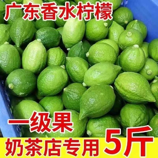 桂平市【一件代发】广东无籽香水柠檬果园基地直发包邮