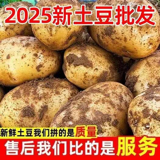 定边县陕西榆林定边县优质黄心土豆新鲜直发大量批发土豆马铃薯批发