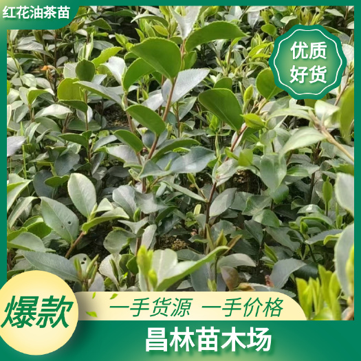 红花油茶苗，产地一手货源，价格美丽，货好长期供应
