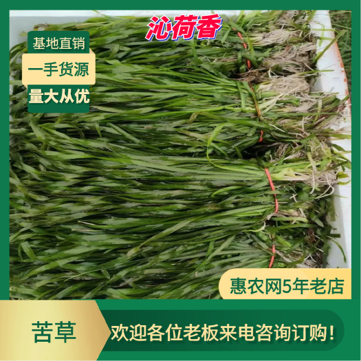 基地直销 河北保定 水生植物 苦草 打造水下森林 全国发货