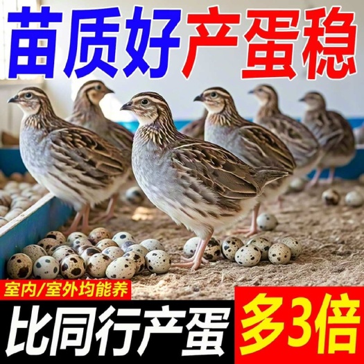 纯种龙城青年鹌鹑苗 大品种 抗病能力强 产蛋周期长 成活率高