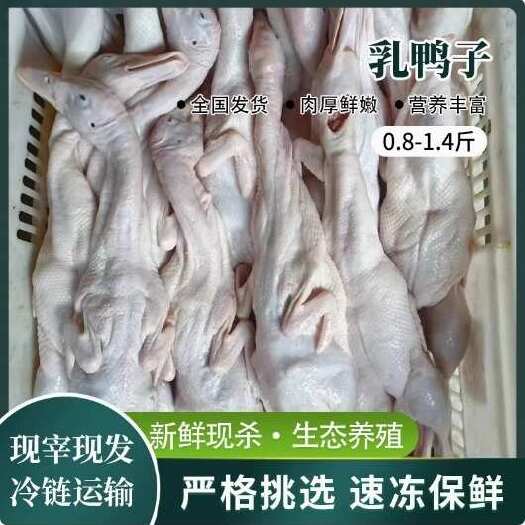 佛山新鲜小乳鸭广东BB鸭妙龄鸭整只装现杀现发农家散养鸭