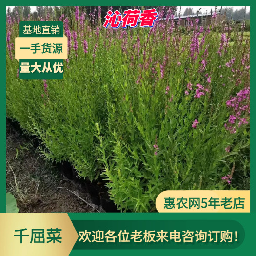 安新县基地直销 河北保定 水生植物 千屈菜 全国发货