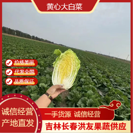 精品黄心大白菜 产地直发 量大从优 实力对接全国采购商
