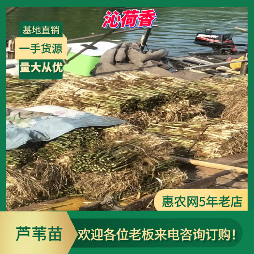 安新县基地直销 河北保定 水生植物 芦苇苗 绿化苗木 全国发货