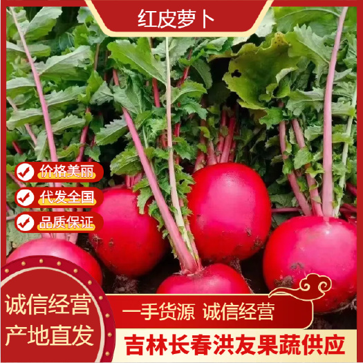 吉林精品红皮萝卜 大红袍 规格齐全 量大从优