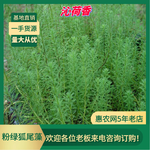 安新县基地直销 河北保定 水生植物 粉绿狐尾藻 全国发货