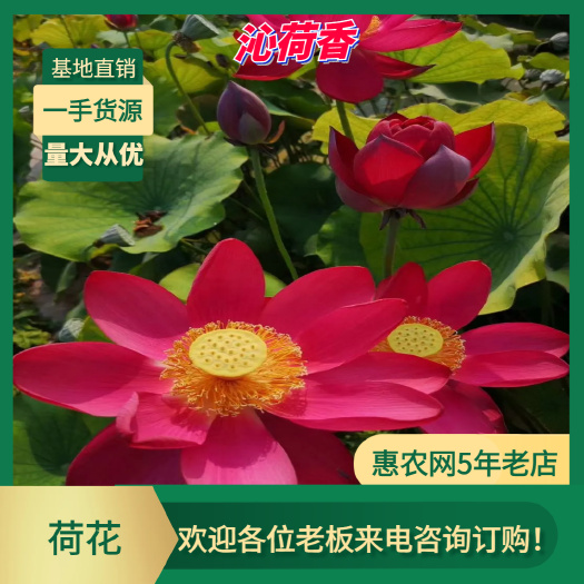 基地直销 河北保定 水生植物 荷花 深水古代红莲