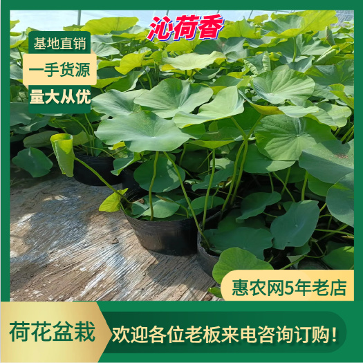 基地直销 河北保定 水生植物 荷花盆栽 莲花、水芙蓉