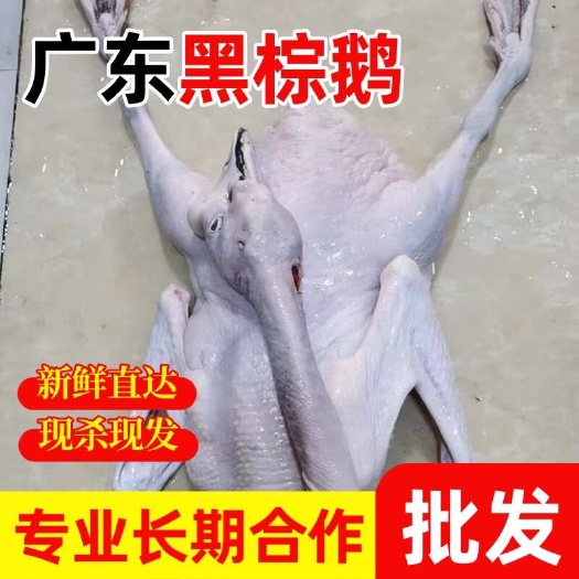 佛山广东清远黑棕鹅新鲜速冻乌棕鹅棚鹅茶餐厅酒店烧腊烧鹅原材料