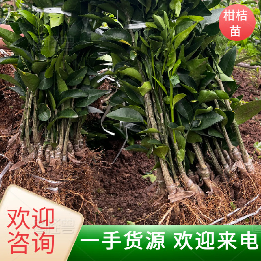 【包邮】沃柑苗 红美人柑橘苗 春见耙耙柑苗 现挖现发树苗新鲜