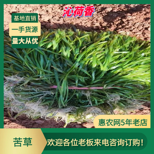 安新县基地直销 河北保定 水生植物 苦草 龙须眼子菜  沉水植物