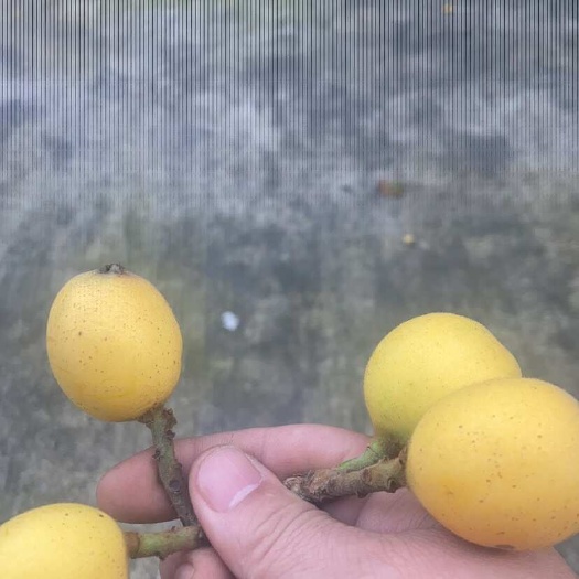 衢州枇杷