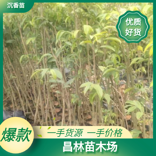 灵山县沉香苗各种规格大小，品种齐全，可上基地看货，可视频