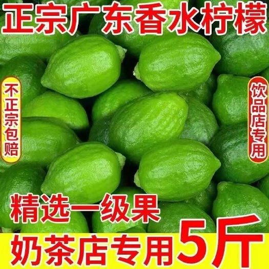 桂平市【精选一级果】广东香水柠檬果园现摘基地直供