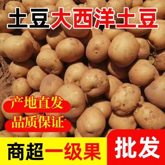 盈江县大西洋土豆炸薯片专用产地直发新鲜高山黄皮黄心马铃薯洋芋