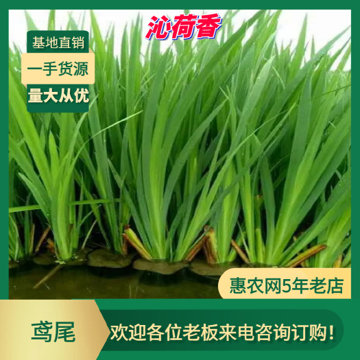 安新县基地直销 河北保定 水生植物 鸢尾 绿化苗木 全国发货