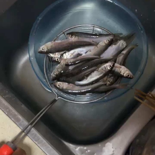 华子鱼 锡林浩特市水库活鱼