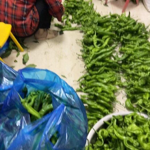 螺丝椒