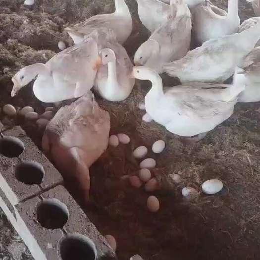 莒县散养大鹅 大量产蛋 绿色喂养