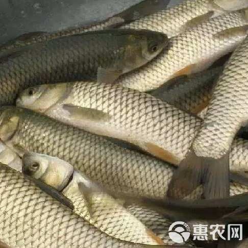 草鱼