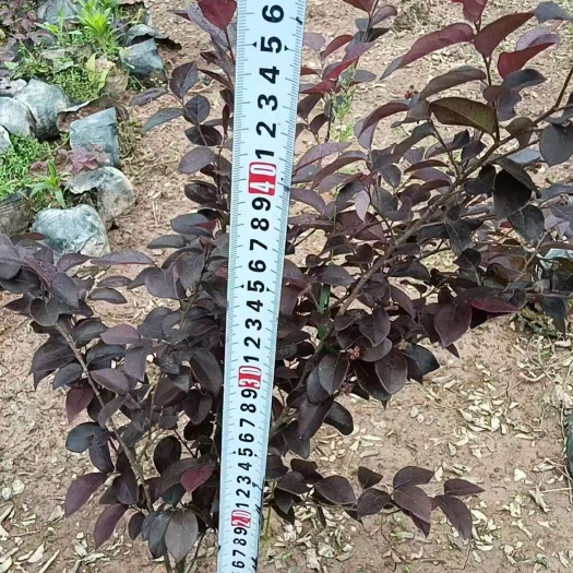 长沙红花继木，杯苗地苗，基地直发，诚信合作，实力商家