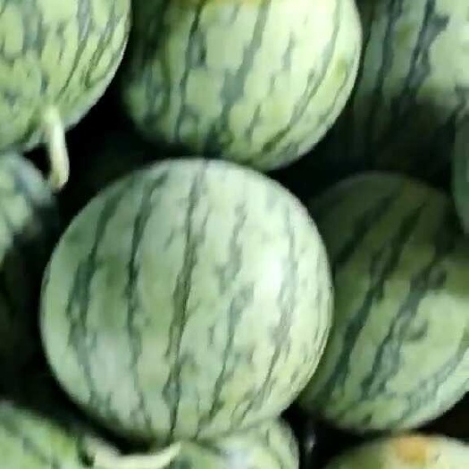 蜜童无籽西瓜 头茬  个大饱满 口感甜  欢迎老板采购
