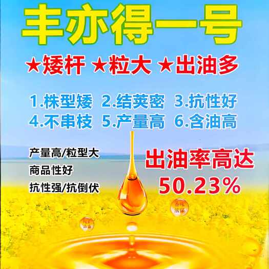 绵阳工业用菜籽油-含油量高-丰产性好-丰亦得一号