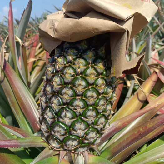 海口海南金钻凤梨，芒果凤梨。可来看果地