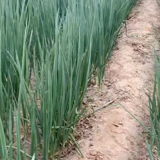 武陟县四季小葱
