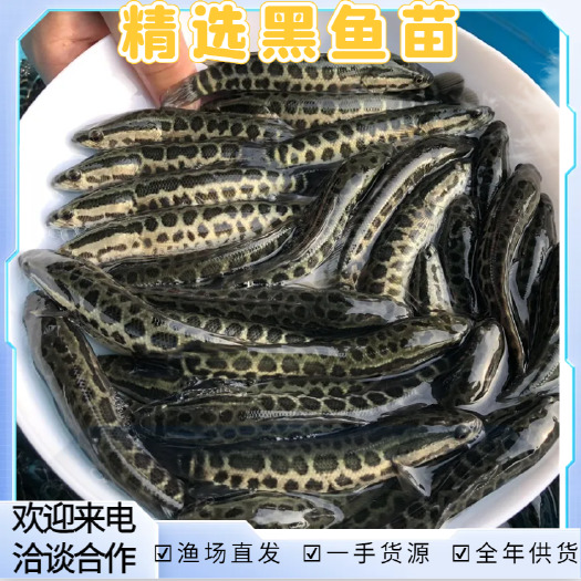 黑鱼苗乌鳢苗各种鱼苗 苗场直发 一手好苗全国发