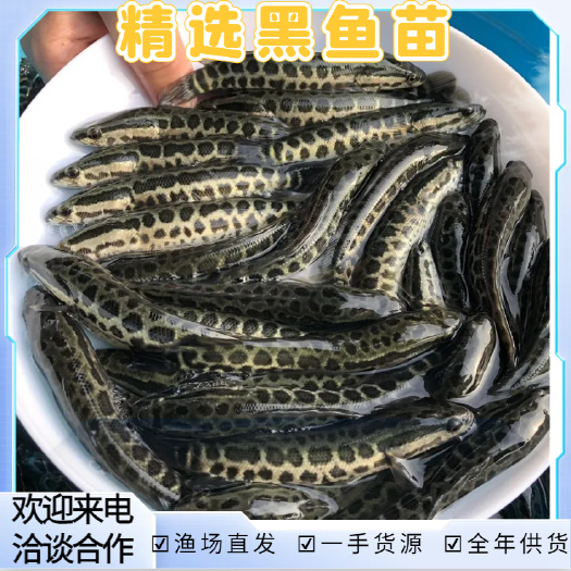 洪湖市黑鱼苗乌鳢苗各种鱼苗 苗场直发 一手好苗全国发