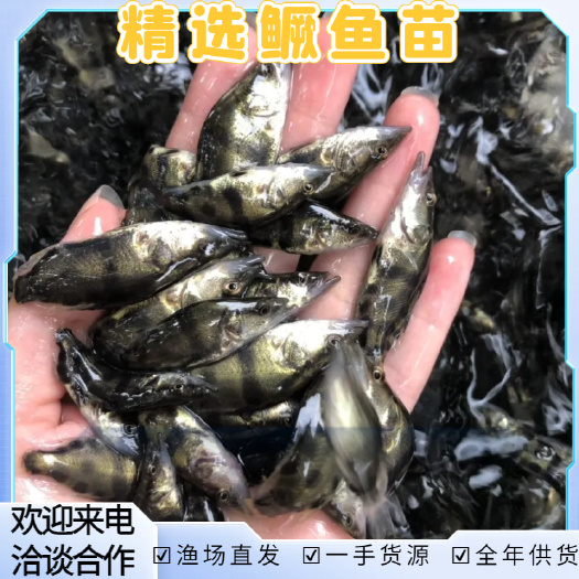 洪湖市鳜鱼苗，桂花鱼苗 翘嘴鳜鱼苗 苗场直发 一手好苗全国发货