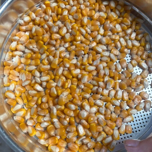 玉米，黄河北，优质玉米
