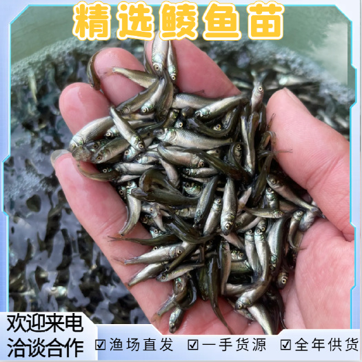 精选鲮鱼苗 土鲮鱼苗 麦鲮鱼苗 鲮鱼水花全国发货