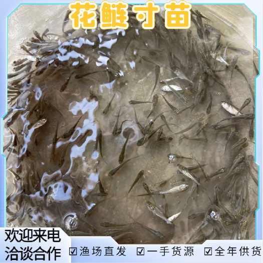 精选花鲢寸苗花鲢鱼苗大头鱼苗淡水鳙鱼鱼苗花白鲢厂家直