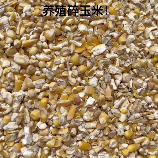 碎玉米，过筛去石过色选，现货120吨