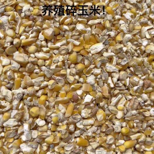 西华县碎玉米，过筛去石过色选，现货120吨