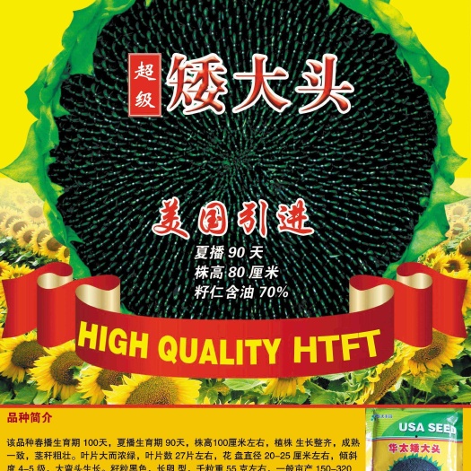 油葵种子批发矮大头矮秆榨油油葵种子抗倒伏出油高产量高日期短