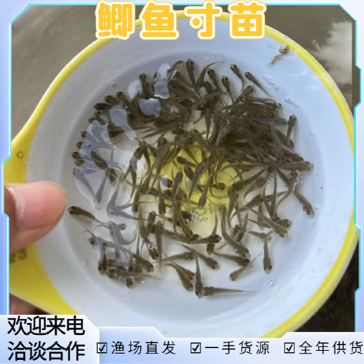 精选鲫鱼苗鲫鱼寸苗中鲫号鱼苗苗场直供全年供货