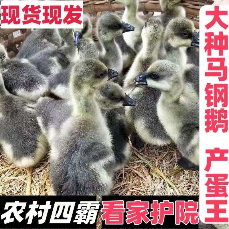 鯤鵬禽業(yè)