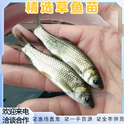 洪湖市精选草鱼苗产地直销草鱼苗 鲩鱼苗 白鲩鱼苗 草鱼苗 脆肉鲩鱼