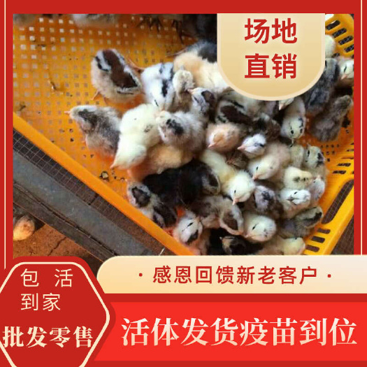 衡阳县幼苗鹊山鸡苗30只包邮疫苗到位