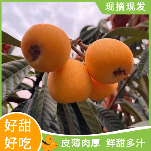 新鲜大五星枇杷 当日现摘现发 果大肉厚汁多