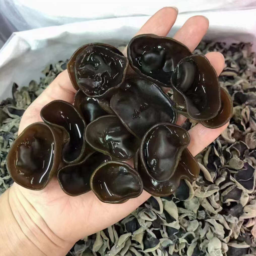 东北黑木耳干货批发精品头茬秋木耳肉厚无根长白山小碗耳无增重